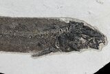 Notogoneus Fossil Fish (Scarce Species) - Wyoming #77881-4
